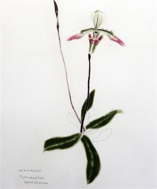 Elizabeth Blackadder (1931-) Orchidaceae Paphiopedilium Appletonianum, overall 25 x 20in.